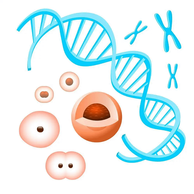 人CYP2D6*1(Val374)+氧化还原酶ol,货号RYH308568[Gentest¦0.5 NMOL]